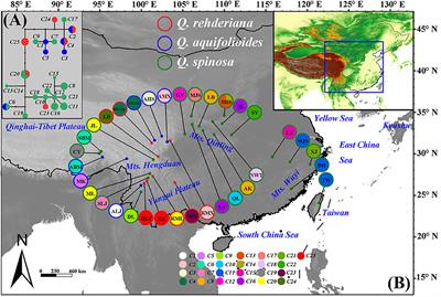 Genetic Structure and Evolutionary History of Three Alpine Sclerophyllous Oaks in East Himalaya-Hengduan Mountains and Adjacent Regions